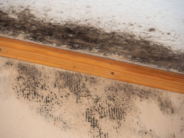 Environmental Consulting for Mold Prevention in Schofield Barracks, HI