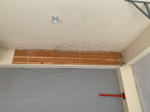 Best Real Estate Mold Inspection  in Schofield Barracks, HI