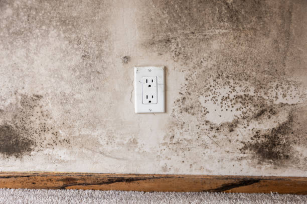 Best Mold Documentation for Insurance Claims  in Schofield Barracks, HI
