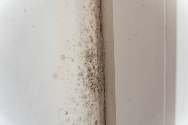 Best Crawl Space Mold Remediation  in Schofield Barracks, HI