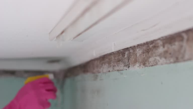 Mold Documentation for Insurance Claims in Schofield Barracks, HI